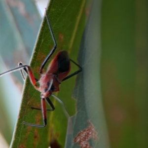 Gminatus australis at Casey, ACT - 28 Dec 2023