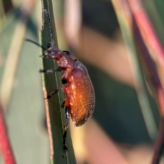 Ecnolagria grandis (Honeybrown beetle) at Casey, ACT - 28 Dec 2023 by Hejor1