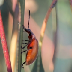 Ecnolagria grandis at Casey, ACT - 28 Dec 2023