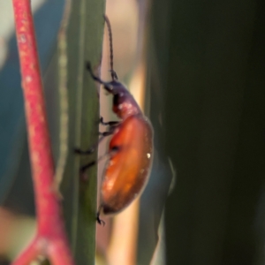 Ecnolagria grandis at Casey, ACT - 28 Dec 2023