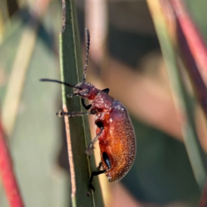 Ecnolagria grandis at Casey, ACT - 28 Dec 2023