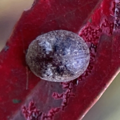 Trachymela sp. (genus) at Casey, ACT - 28 Dec 2023