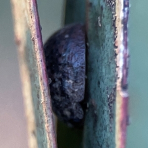 Trachymela sp. (genus) at Casey, ACT - 28 Dec 2023