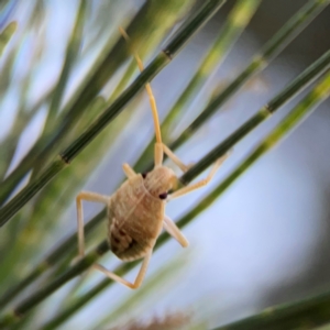 Poecilometis strigatus at Casey, ACT - 28 Dec 2023 08:00 PM