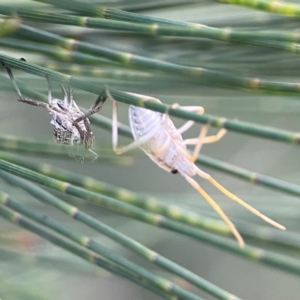 Poecilometis strigatus at Casey, ACT - 28 Dec 2023 08:00 PM