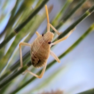 Poecilometis strigatus at Casey, ACT - 28 Dec 2023 08:00 PM