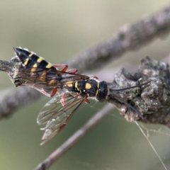 Thynninae (subfamily) (Smooth flower wasp) at Casey, ACT - 28 Dec 2023 by Hejor1