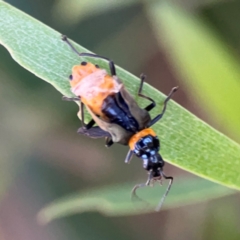 Chauliognathus lugubris (Plague Soldier Beetle) at Ngunnawal, ACT - 28 Dec 2023 by Hejor1