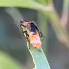 Chauliognathus lugubris at Ngunnawal, ACT - 28 Dec 2023