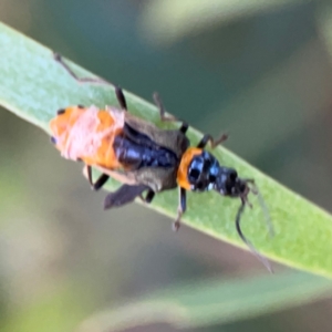 Chauliognathus lugubris at Ngunnawal, ACT - 28 Dec 2023