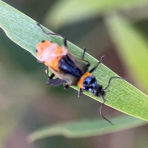 Chauliognathus lugubris at Ngunnawal, ACT - 28 Dec 2023