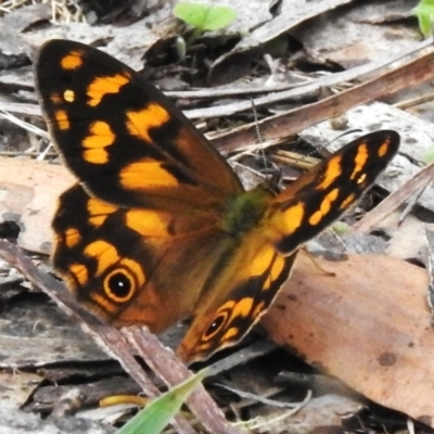 Heteronympha solandri (Solander's Brown) at Kambah, ACT - 28 Dec 2023 by JohnBundock