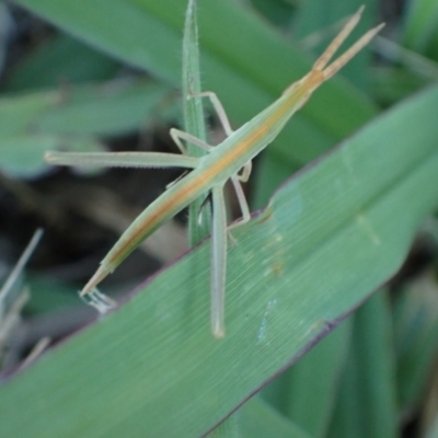 Acrida conica (Giant green slantface) at Murrumbateman, NSW - 28 Dec 2023 by SimoneC