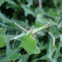 Acrida conica at Murrumbateman, NSW - 28 Dec 2023