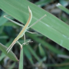 Acrida conica at Murrumbateman, NSW - 28 Dec 2023