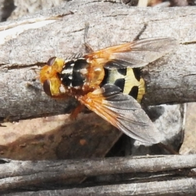 Microtropesa sp. (genus) (Tachinid fly) at Kambah, ACT - 28 Dec 2023 by JohnBundock