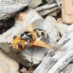 Microtropesa sp. (genus) at Tidbinbilla Nature Reserve - 28 Dec 2023