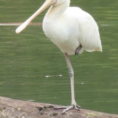 Platalea flavipes (Yellow-billed Spoonbill) at Wagga Wagga, NSW - 26 Dec 2023 by RobParnell