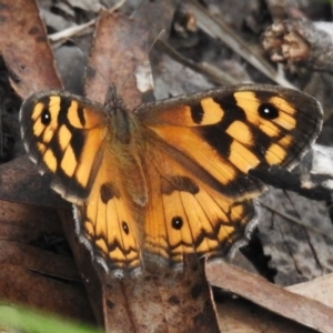 Geitoneura klugii at Tidbinbilla Nature Reserve - 28 Dec 2023