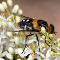 Scaptia (Scaptia) auriflua (A flower-feeding march fly) at Hawker, ACT - 27 Dec 2023 by AlisonMilton