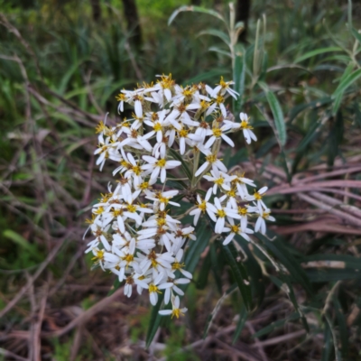 Olearia megalophylla (Large-leaf Daisy-bush) at Tallaganda State Forest - 28 Dec 2023 by Csteele4