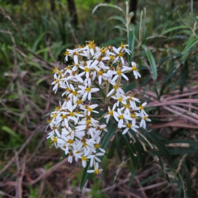 Olearia megalophylla (Large-leaf Daisy-bush) at Captains Flat, NSW - 28 Dec 2023 by Csteele4