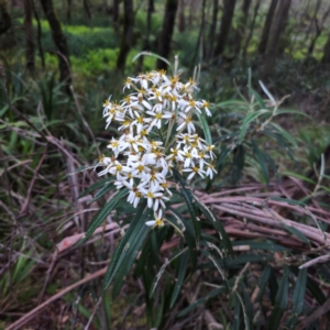 Olearia megalophylla at QPRC LGA - 28 Dec 2023