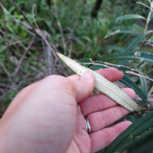 Olearia megalophylla at QPRC LGA - 28 Dec 2023