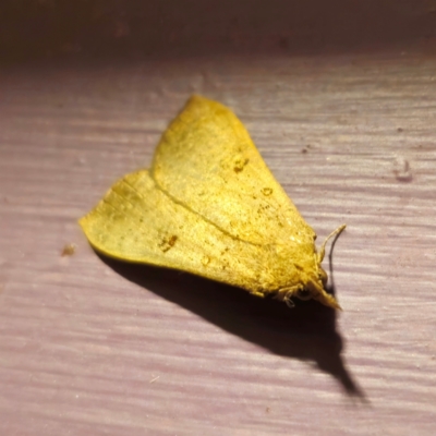 Rhapsa suscitatalis (Wedged Rhapsa) at QPRC LGA - 28 Dec 2023 by Csteele4