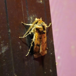 Agrotis porphyricollis at QPRC LGA - suppressed