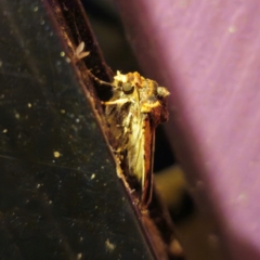 Agrotis porphyricollis at QPRC LGA - 28 Dec 2023