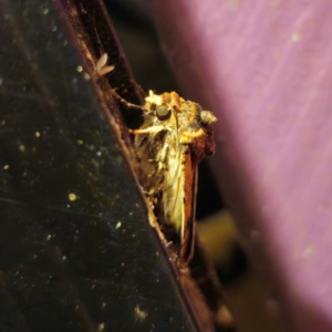 Agrotis porphyricollis at QPRC LGA - suppressed