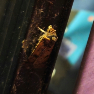 Agrotis porphyricollis at QPRC LGA - 28 Dec 2023