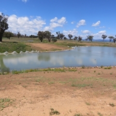 Chelodina longicollis at Strathnairn, ACT - 28 Dec 2023 10:57 AM