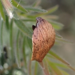Tortricopsis pyroptis (A Concealer moth (Wingia Group)) at Murrumbateman, NSW - 28 Dec 2023 by SimoneC