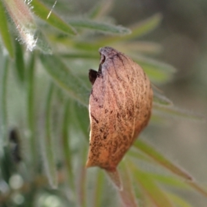 Tortricopsis pyroptis at Murrumbateman, NSW - 28 Dec 2023