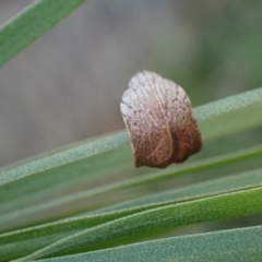 Tortricopsis pyroptis at Murrumbateman, NSW - 28 Dec 2023