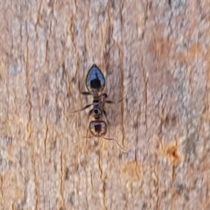 Crematogaster sp. (genus) at North Mitchell Grassland  (NMG) - 22 Dec 2023