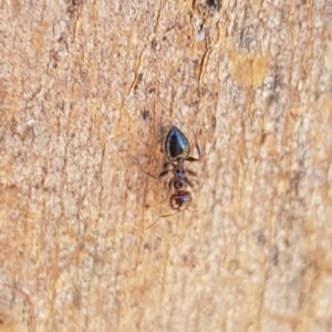 Crematogaster sp. (genus) at North Mitchell Grassland  (NMG) - 22 Dec 2023