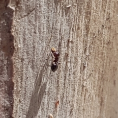 Crematogaster sp. (genus) at North Mitchell Grassland  (NMG) - 22 Dec 2023 10:10 AM