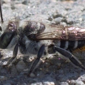 Megachile (Eutricharaea) serricauda at Murrumbateman, NSW - 28 Dec 2023