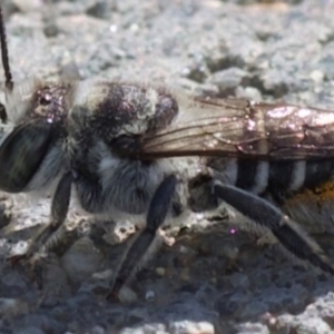 Megachile (Eutricharaea) serricauda at Murrumbateman, NSW - 28 Dec 2023 03:28 PM