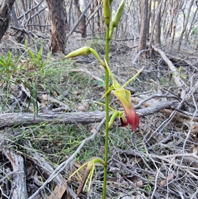 Cryptostylis subulata (Cow Orchid) at Tathra, NSW - 28 Dec 2023 by MattYoung