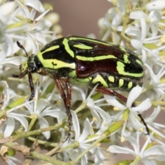 Eupoecila australasiae (Fiddler Beetle) at Hawker, ACT - 27 Dec 2023 by AlisonMilton