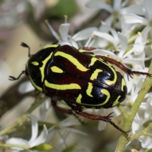 Eupoecila australasiae at The Pinnacle - 28 Dec 2023 10:16 AM