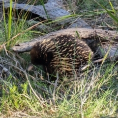 Tachyglossus aculeatus (Short-beaked Echidna) at Bournda National Park - 28 Dec 2023 by MattYoung