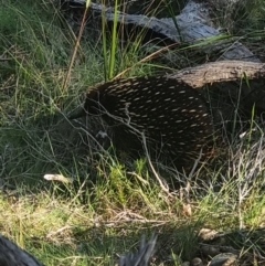 Tachyglossus aculeatus at Bournda National Park - 28 Dec 2023