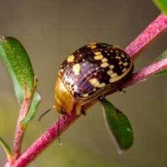 Paropsis pictipennis (Tea-tree button beetle) at Wingello, NSW - 28 Dec 2023 by Aussiegall