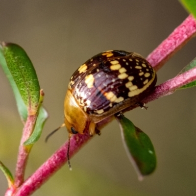 Paropsis pictipennis (Tea-tree button beetle) at Wingello, NSW - 28 Dec 2023 by Aussiegall