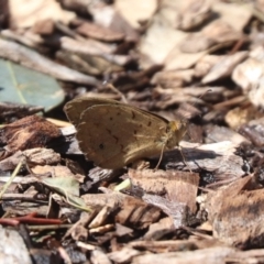 Heteronympha merope (Common Brown Butterfly) at North Mitchell Grassland  (NMG) - 22 Dec 2023 by HappyWanderer